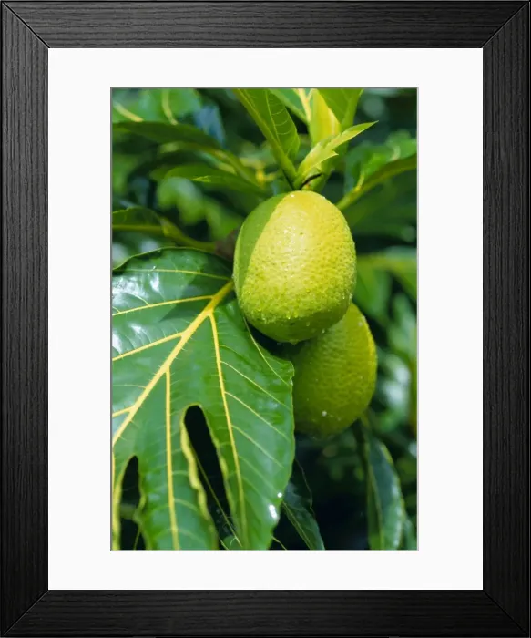 Framed Print : Breadfruit Framed Print : Breadfruit