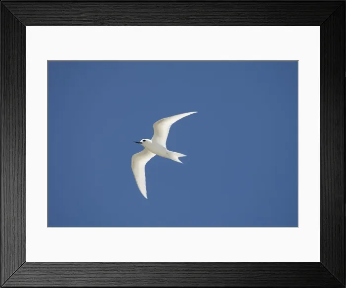 Framed Print : White tern Framed Print : White tern