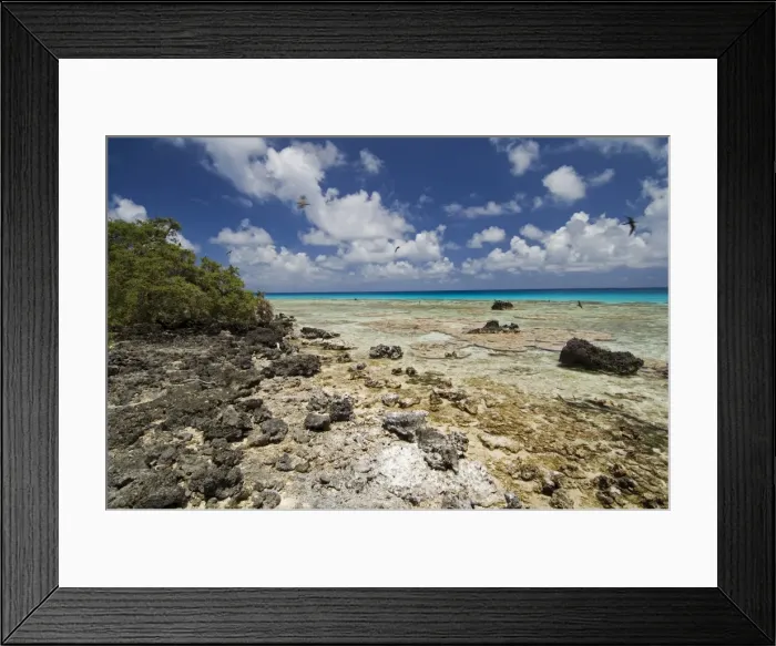 Framed Print : Bird Island Framed Print : Bird Island