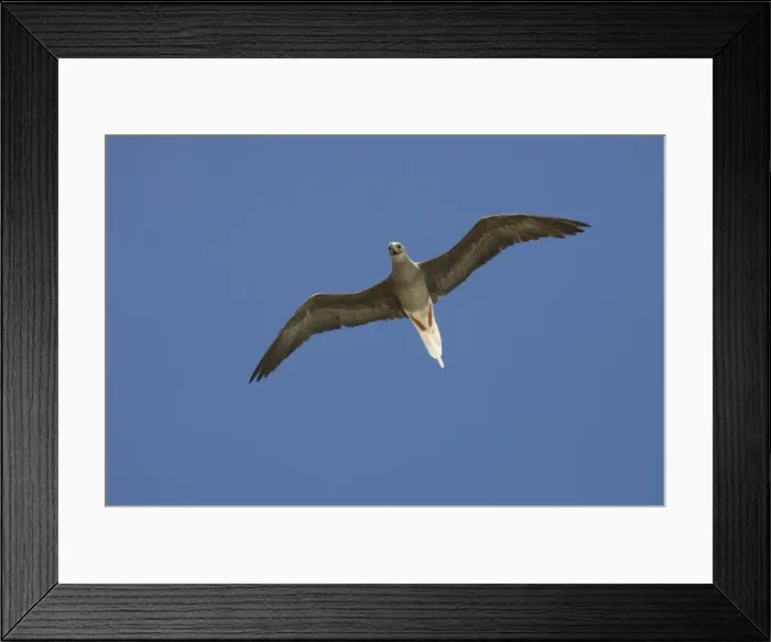 Framed Print : Red-footed booby Framed Print : Red-footed booby