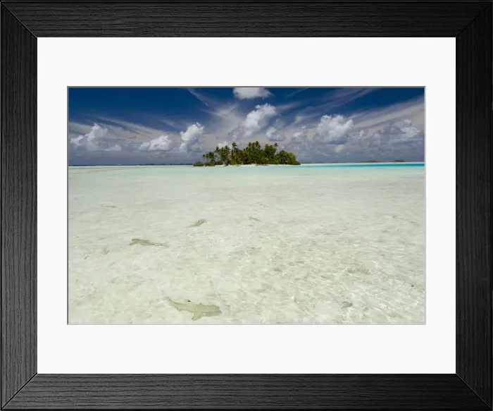 Framed Print : Sharks, Blue Lagoon