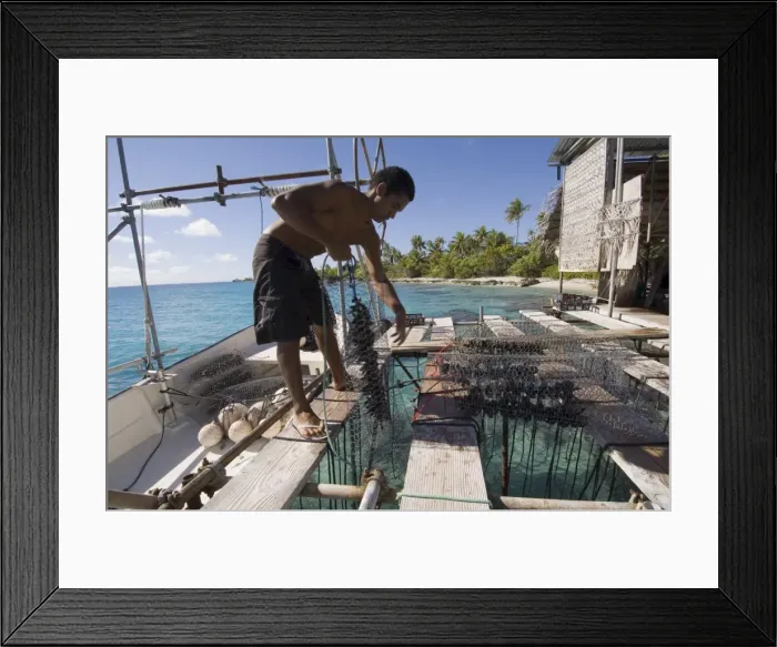 Framed Print : Hinano Black Pearl farm Framed Print : Hinano Black Pearl farm