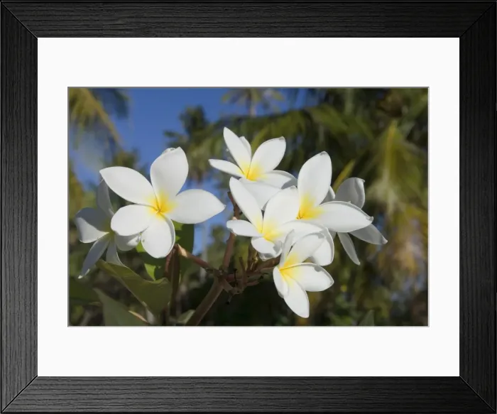Framed Print : Frangipani flowers Framed Print : Frangipani flowers