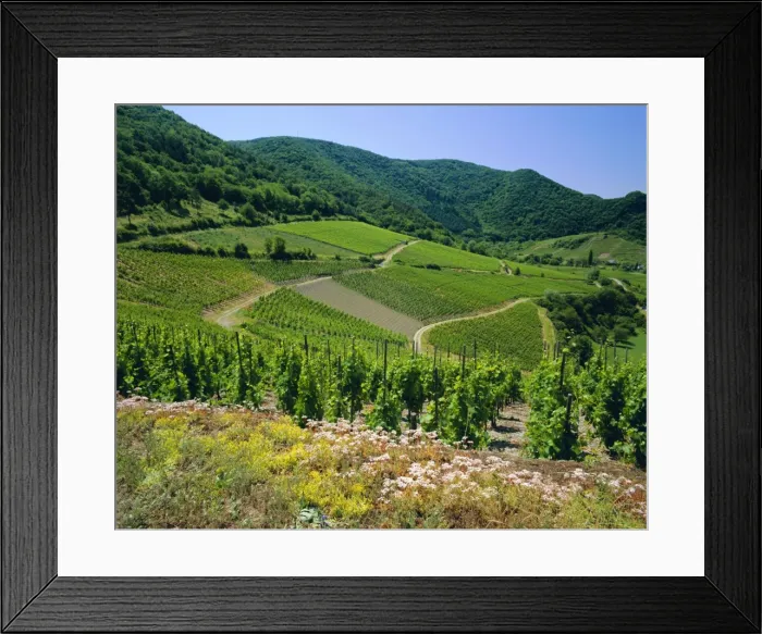 Framed Print : Vineyard near Ahrweiler Framed Print : Vineyard near Ahrweiler