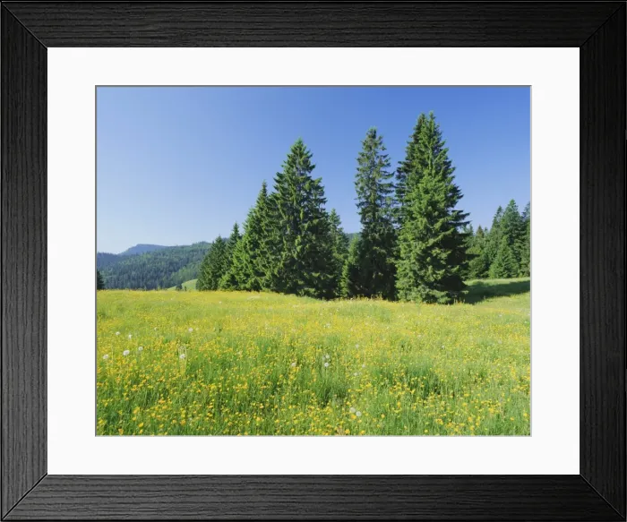 Framed Print : Typical scene in the Schwarzwald (Black Forest) Framed Print : Typical scene in the Schwarzwald (Black Forest)