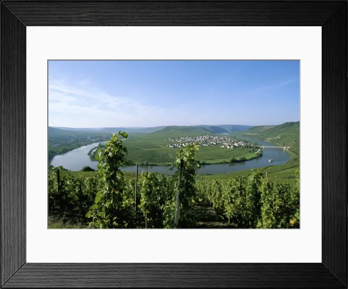 Framed Print : Vineyard near Trittenheim Framed Print : Vineyard near Trittenheim