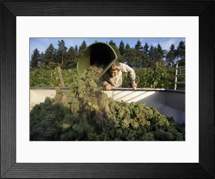 Framed Print : Grape harvest Framed Print : Grape harvest