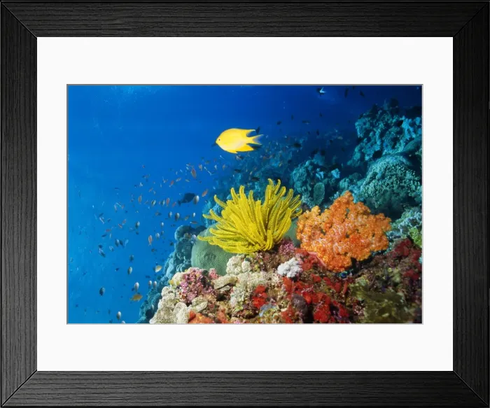 Framed Print : Colourful Crinoids and Solt Corals at Hanging Gardens Framed Print : Colourful Crinoids and Solt Corals at Hanging Gardens