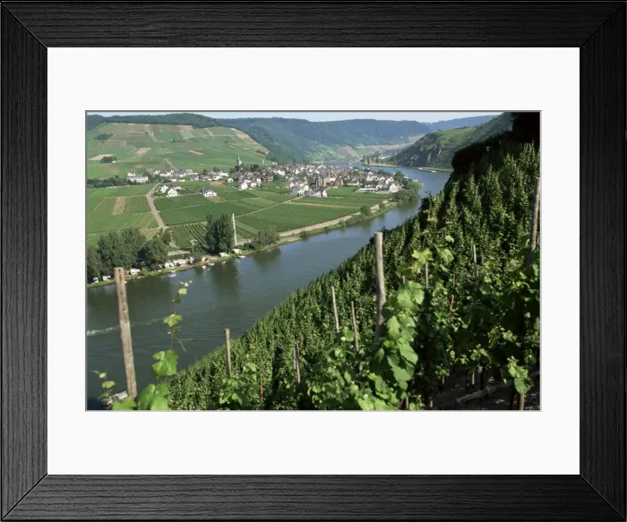 Framed Print : Vineyards on slopes above the Mosel River Framed Print : Vineyards on slopes above the Mosel River