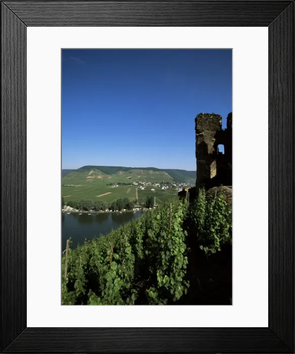 Framed Print : Gravenburg castle and vineyard above the River Mosel Framed Print : Gravenburg castle and vineyard above the River Mosel