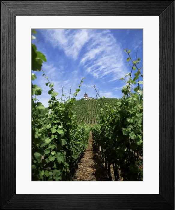 Framed Print : Vineyard on Mosel River Framed Print : Vineyard on Mosel River