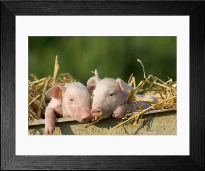Framed Print : Domestic Pig Framed Print : Domestic Pig