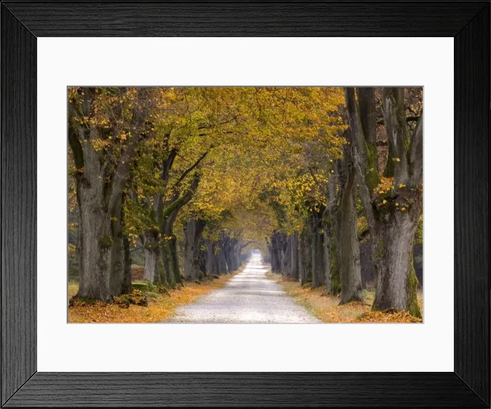 Framed Print : Tree Avenue Framed Print : Tree Avenue