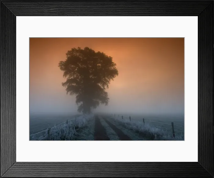 Framed Print : Tree in the morning fog Framed Print : Tree in the morning fog