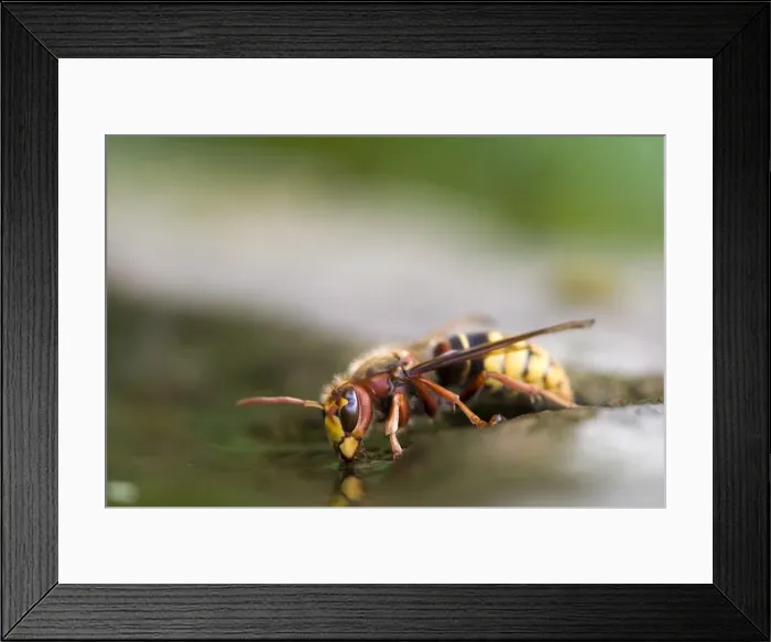 Framed Print : European Hornet Framed Print : European Hornet