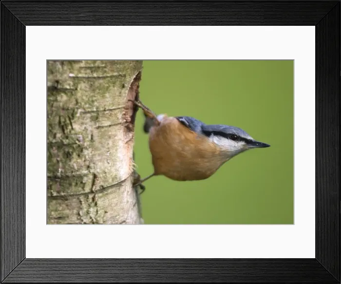 Framed Print : Eurasian Nuthatch Framed Print : Eurasian Nuthatch