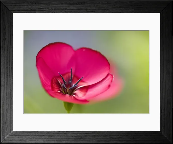 Framed Print : Scarlet Flax Framed Print : Scarlet Flax