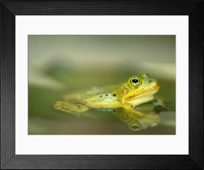 Framed Print : European Edible Frog Framed Print : European Edible Frog