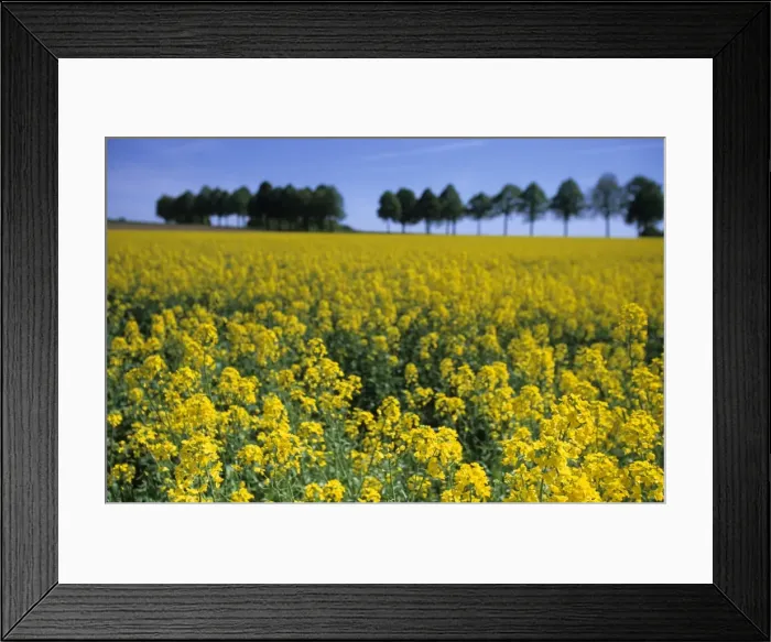 Framed Print : Rape, Brassica napus Framed Print : Rape, Brassica napus