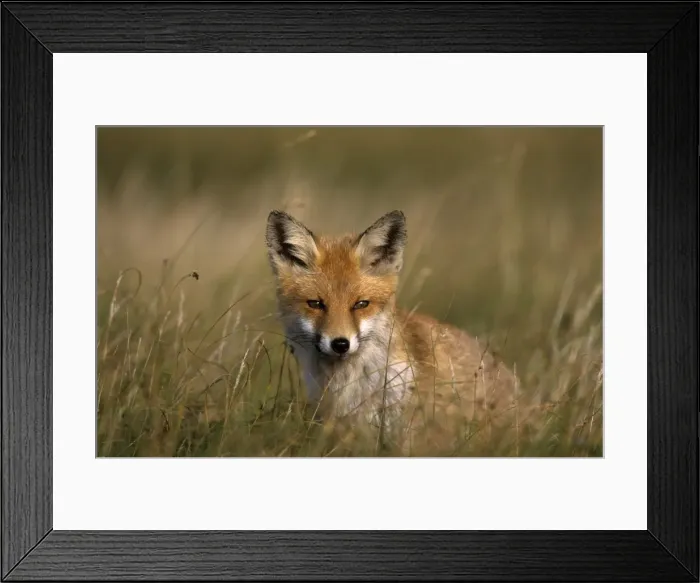 Framed Print : Redfox, (Vulpes vulpes) Framed Print : Redfox, (Vulpes vulpes)