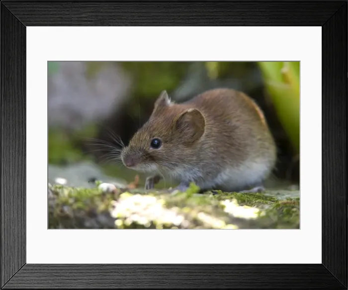 Framed Print : Common Vole Framed Print : Common Vole