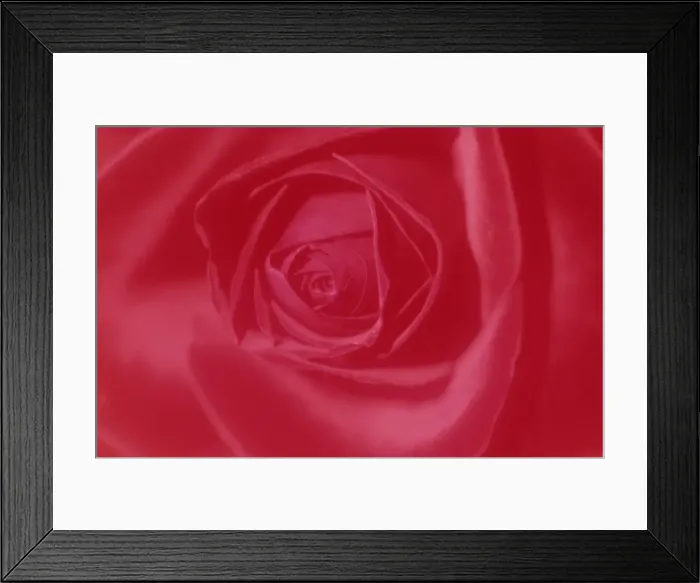 Framed Print : Rose, Rosa Framed Print : Rose, Rosa