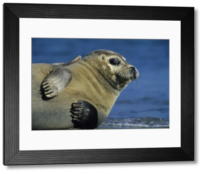 Framed Print : Harbor Seal Framed Print : Harbor Seal
