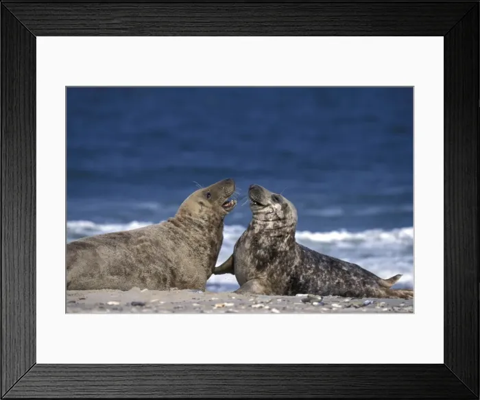 Framed Print : Gray Seal, (Halichoerus grypus) Framed Print : Gray Seal, (Halichoerus grypus)