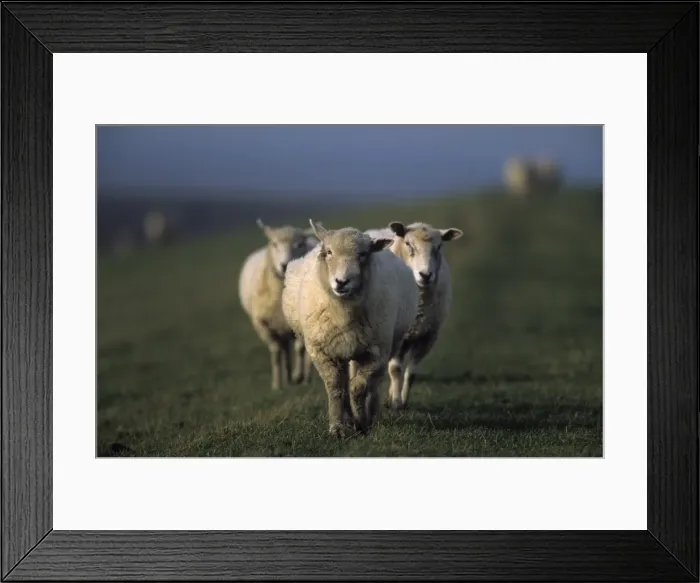 Framed Print : Domestic Sheep Framed Print : Domestic Sheep