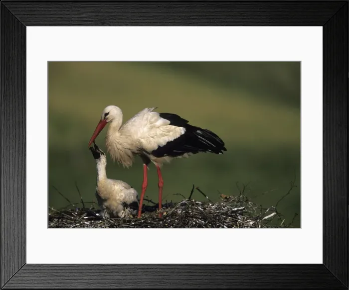 Framed Print : White Stork