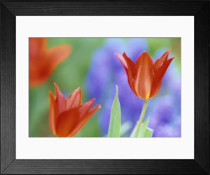 Framed Print : Tulip, (Tulipa spec) Framed Print : Tulip, (Tulipa spec)