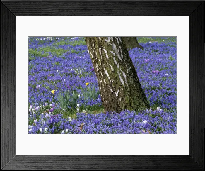 Framed Print : Scilla siberica Framed Print : Scilla siberica