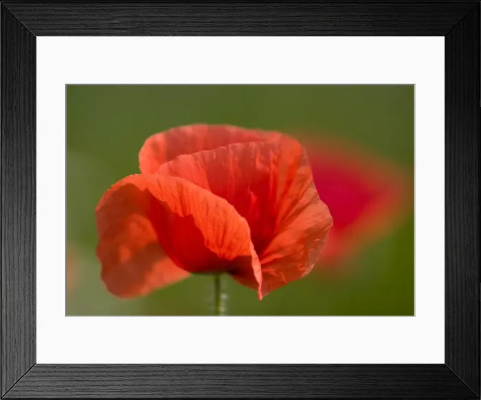 Framed Print : Corn Poppy Framed Print : Corn Poppy
