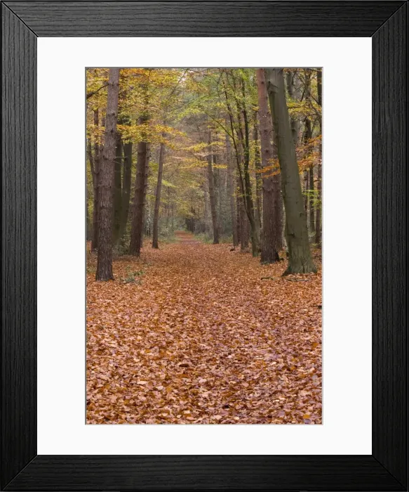 Framed Print : Forest way Framed Print : Forest way