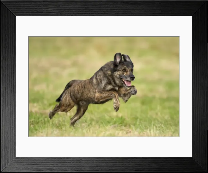 Framed Print : Dog, Bielefeld Framed Print : Dog, Bielefeld