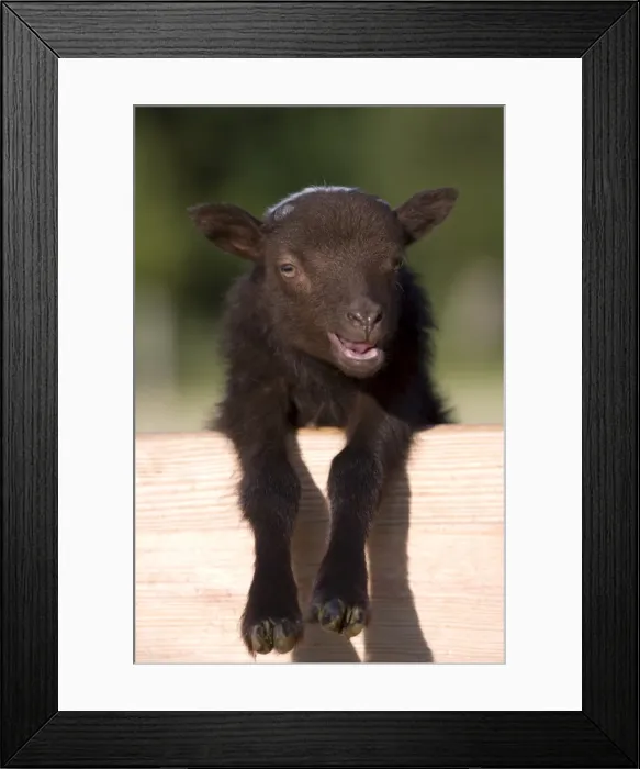 Framed Print : Lamb, Lage Framed Print : Lamb, Lage
