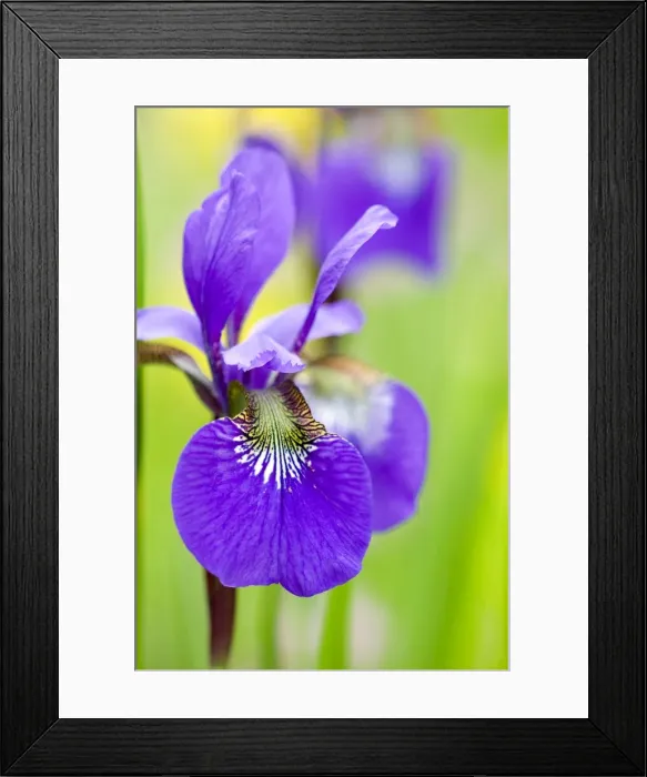 Framed Print : Iris, Iris sibirica Framed Print : Iris, Iris sibirica