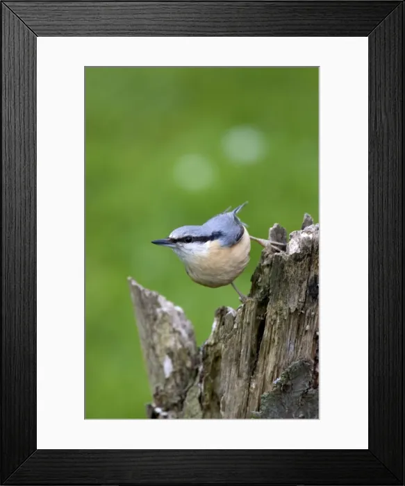 Framed Print : Eurasian Nuthatch (Sitta europaea) Framed Print : Eurasian Nuthatch (Sitta europaea)