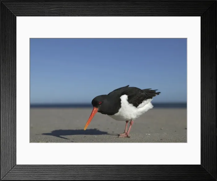 Framed Print : Oystercatcher (Haematopus ostralegus) Framed Print : Oystercatcher (Haematopus ostralegus)