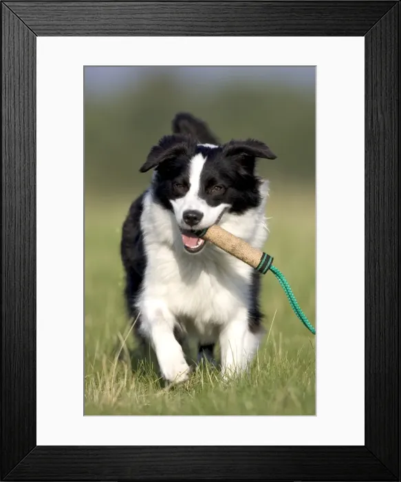 Framed Print : Dog, border collie