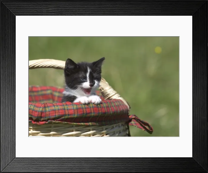 Framed Print : Cat, Lemgo Framed Print : Cat, Lemgo