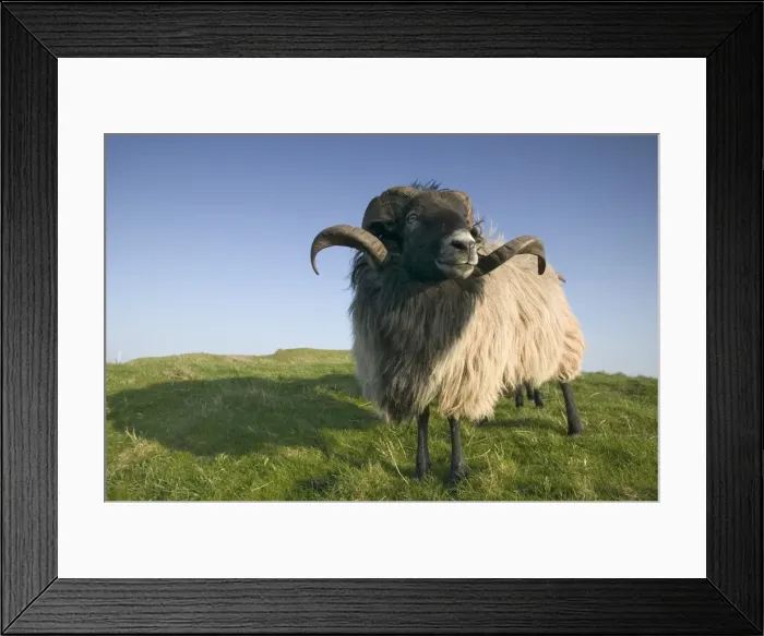 Framed Print : Domestic sheep Framed Print : Domestic sheep