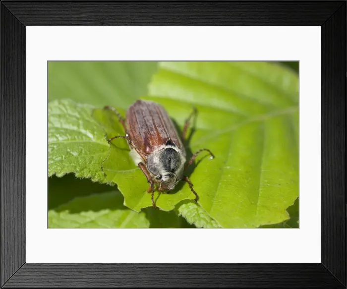Framed Print : Maybug (Melolontha melolontha) Framed Print : Maybug (Melolontha melolontha)