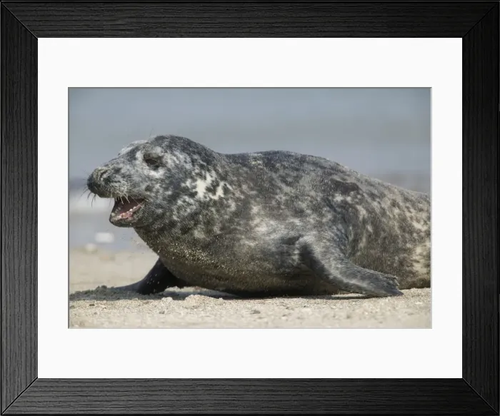 Framed Print : Gray seal (Halichoerus grypu) Framed Print : Gray seal (Halichoerus grypu)