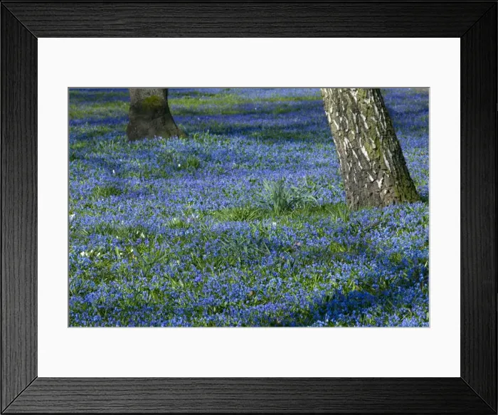 Framed Print : Scilla, (Scilla siberica) Framed Print : Scilla, (Scilla siberica)