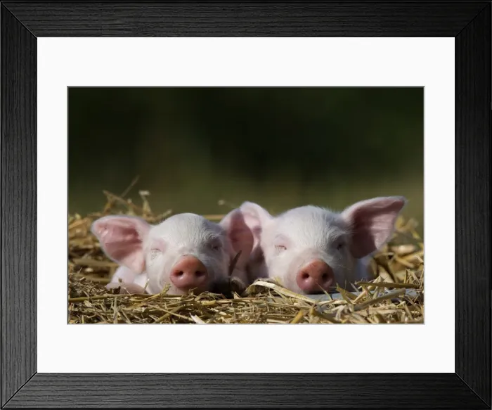 Framed Print : Domestic Pig Framed Print : Domestic Pig