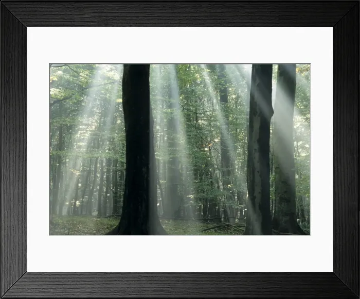 Framed Print : Suns rays penetrating the forest Framed Print : Suns rays penetrating the forest