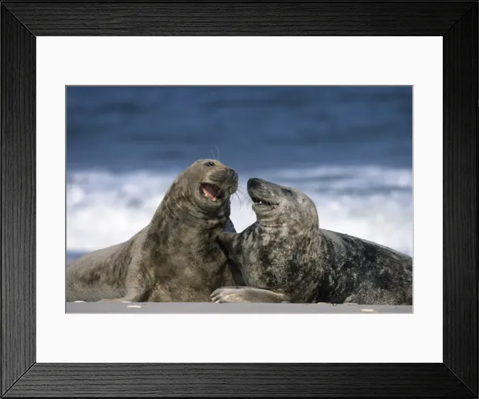 Framed Print : Grey seal, Halichoerus grypus