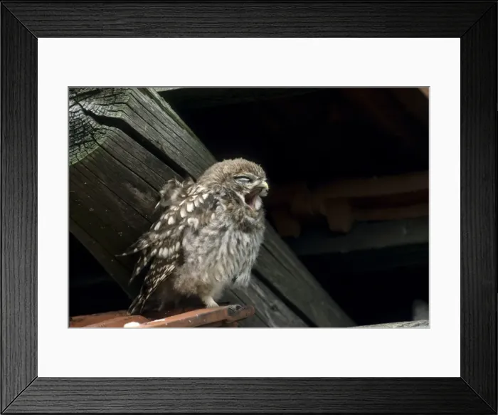Framed Print : Little owl Framed Print : Little owl