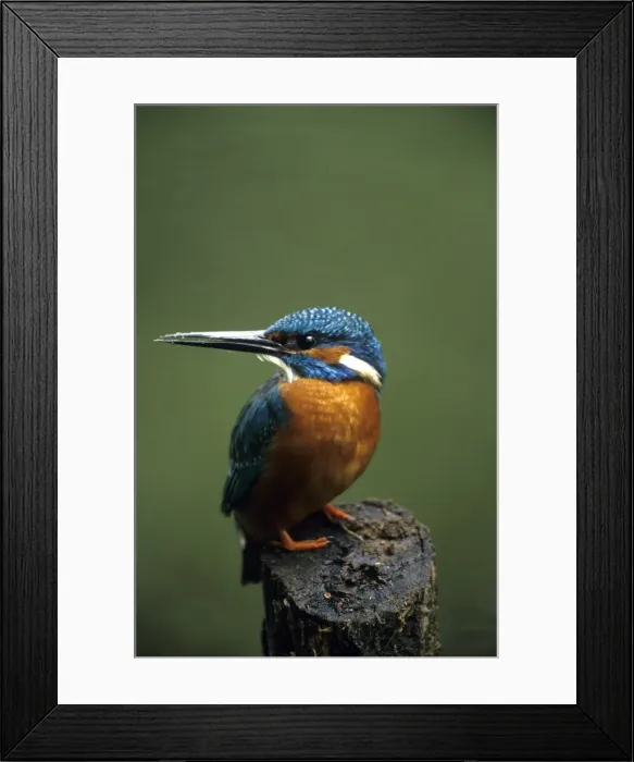 Framed Print : Kingfisher Framed Print : Kingfisher